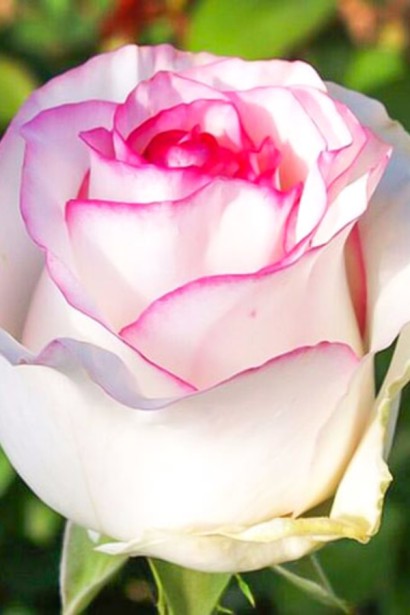 Троянда чайно-гібридна ‘Дольче Віта’ (біла з рожевою каймою)|Hybrid tea rose ‘Dolce Vita’|Роза чайно-гибридная ‘Дольче Вита’ (белая с розовой каймой)